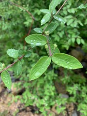Wet leaves in the garden