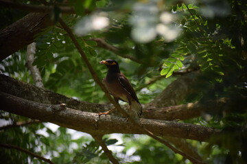 red winged blackbird