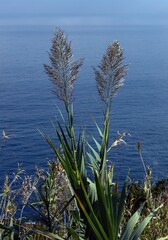 Reed plumes. Coast views near Seixal Madeira.