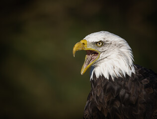 american bald eagle