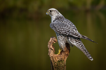 Gyrfalcon on a stump