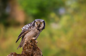 Barred Owl on Stump