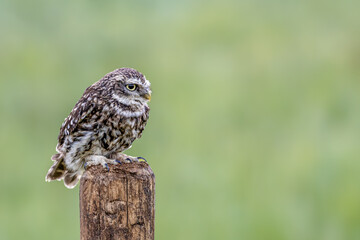 Little owl on a pole