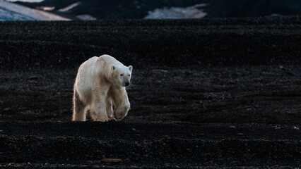 Polar bear at black pebble beach in Svalbard