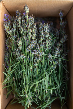  lavender in a box