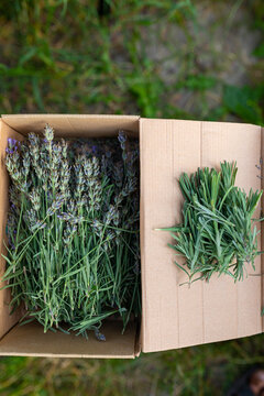  lavender preparation for drying