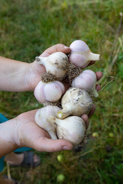 garlic in women's hands