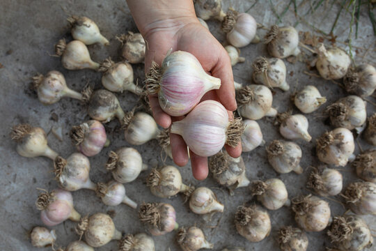 garlic in a woman's hand