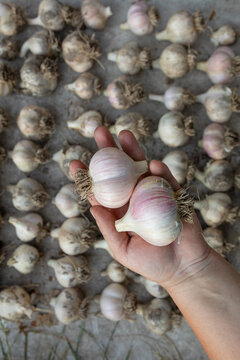 two heads of garlic in a woman's hand