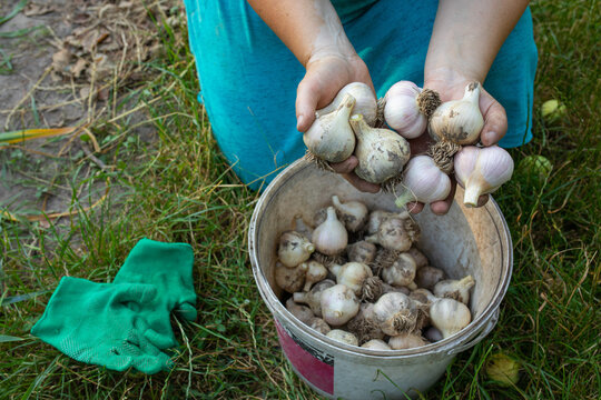 the farmer took the garlic out of the bucket