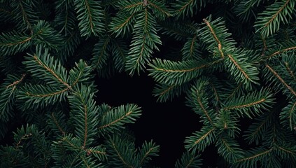 Evergreen Branches on Black Background
