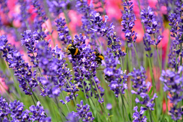 trzmiel na lawendzie, trzmiel na kwitach lawendy na różowym tle, bumblebee on lavender, bumblebee on lavender flowers on a pink background  © kateej
