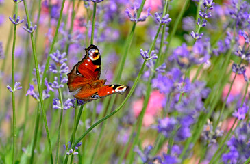 Motyl na kwiatach lawendy, Rusałka pawik (Aglais io) na lawendzie (Lavandula angustifolia), Butterfly on lavender flowers, Aglais on lavender, summer butterfly on the purple flowers of lavender, © kateej