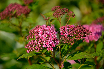 różowe kwiaty tawuły, Tawuła japońska, Tawuła  Bumalda, Tawuła drobna, Spiraea japonica, Pink spirea flowers on flowering branches of a bush, Japanese meadowsweet, Japanese spiraea  © kateej