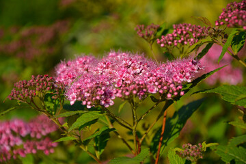 różowe kwiaty tawuły, Tawuła japońska, Tawuła  Bumalda, Tawuła drobna, Spiraea japonica, Pink spirea flowers on flowering branches of a bush, Japanese meadowsweet, Japanese spiraea  © kateej
