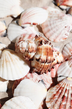 Assorted seashells on a textured surface.