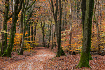 Winding forest path with colorful autumn leaves in the Speulderbos on the Veluwe in Gelderland.