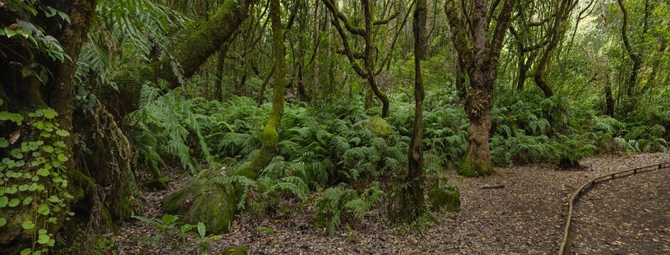 Forest.  Levada, madeira parque das queimadas, pico das piedras, pico ruivo, portugal. Panorama.