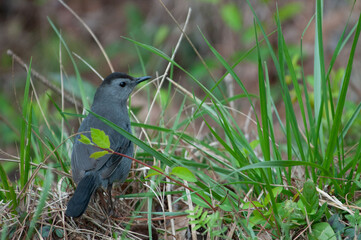 grey cat bird