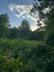 Obraz premium Ohio Walk