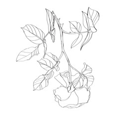 Black and white line illustration of rose flowers on a white background