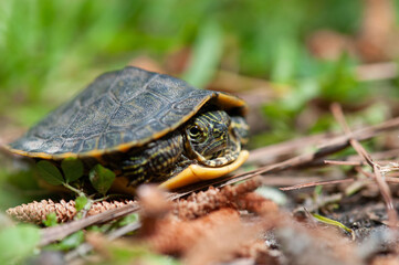turtle in the forest