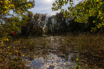 swamp in autumn