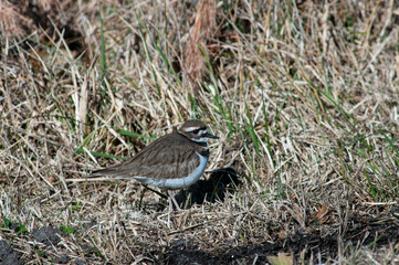 killdeer on grass