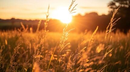 Naklejka premium Golden Sunrise Over Serene Grass Field
