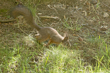 The squirrel sitting on the ground. Eurasian red squirrel (Sciurus vulgaris).