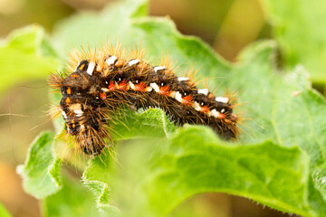 Raupe der Ampher-Rinden-Eule (Acronicta rumicis) auf einem Blatt