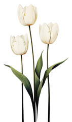 Fototapeta premium PNG White tulip flowers plant inflorescence freshness.