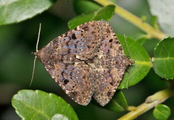 Four-spotted Fungus moths mating insects nature Metalectra quadrisignata.