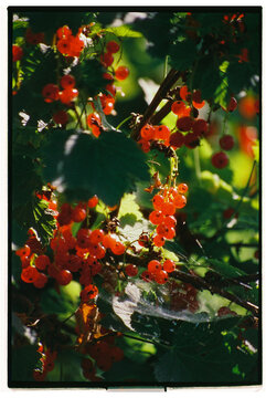 Red Currants Growing in a Lush Garden During Late Summer.