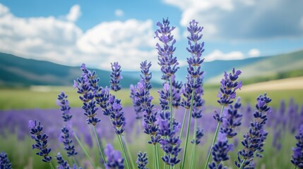 Fragrant blue lavender flowers blossoming on vast field in peaceful summer farmland.