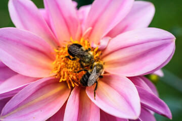 Large pink dahlia, called Lucky Number, with a two bees collecting the pollen.