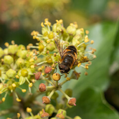 Close-up of a honeybee at work, pollinating a cluster of small yellow flowers