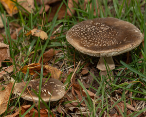 Two wild mushrooms with speckled caps emerge from the lush grass, surrounded by fallen autumn leaves, capturing the essence of a forest floor