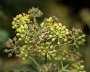Macro shot of a plant's cluster of green buds transitioning to seed pods, showcasing intricate details and the cycle of nature