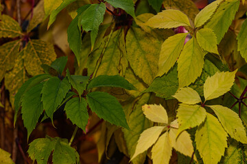 Detailed view of diverse autumn leaves transitioning, showing a mix of green, yellow, and brown hues in a natural backdrop.