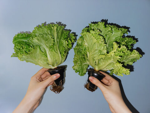 Hands Holding Fresh Green Lettuce Plants with Roots