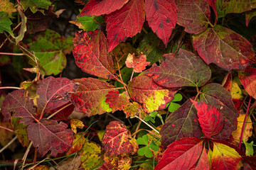 Vibrant autumn leaves with a rich color palette, captured in detail, embodying the serene and picturesque fall season.