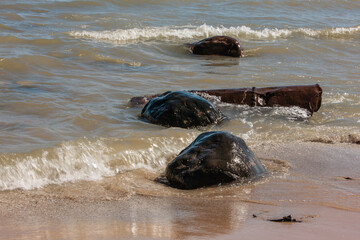 An old metal barrel is trapped against the large boulders, and being buried in the sand  as  the Lake Michigan early spring waves wash it on-shore at Harrington Beach State Park, Belgium, Wisconsin