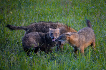squirrel in the grass