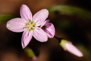 Obraz premium Overhead view of Spring Beauty wildflower in the early-May morning springtime sunshine within the Pike Lake Unit, Kettle Moraine State Forest, Hartford, Wisconsin
