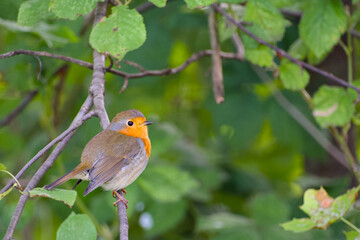 European robin is perching on a tree branch close-up