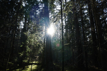 The sun's rays break through tree trunks on an autumn evening