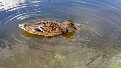 Female duck swimming