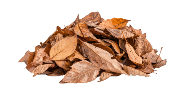 A pile of brown leaves on a white background