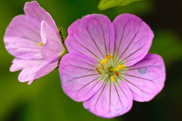 Wild Geranium flowers in the deep shade of the forest in late May within the Pike Lake Unit, Kettle Moraine State Forest, Hartford, Wisconsin